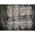 Fresh Garlic Normal White Garlic 2019